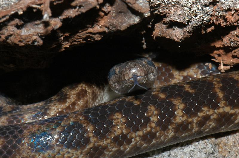 Spotted_Python__Antaresia_maculosa__007.jpg