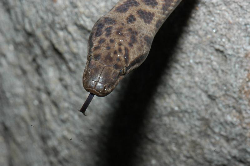 Spotted_Python__Antaresia_maculosa__011.jpg