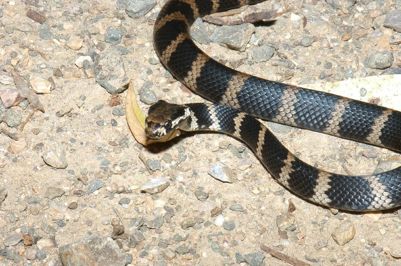 Stephens_Banded_Snake__Hoplocephalus_stephensii__001.jpg