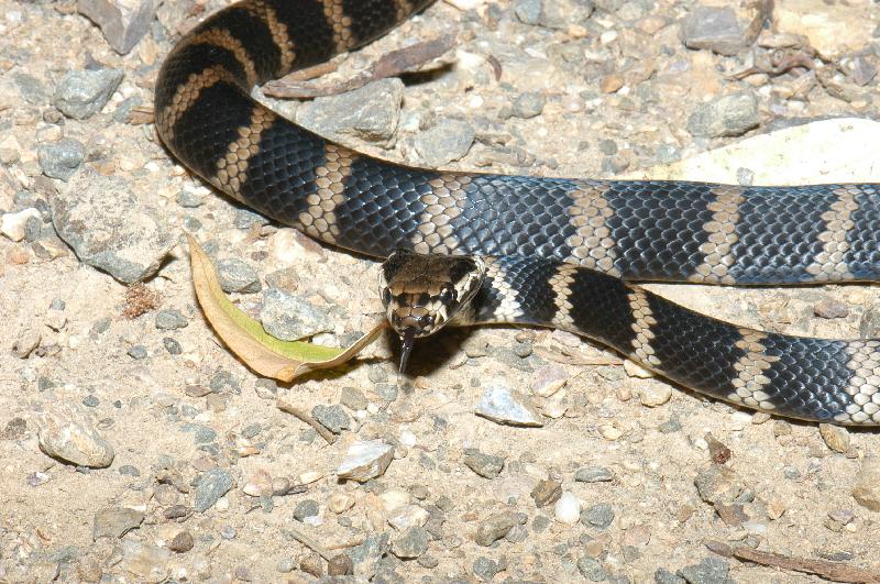 Stephens_Banded_Snake__Hoplocephalus_stephensii__002.jpg