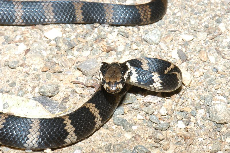 Stephens_Banded_Snake__Hoplocephalus_stephensii__003.jpg