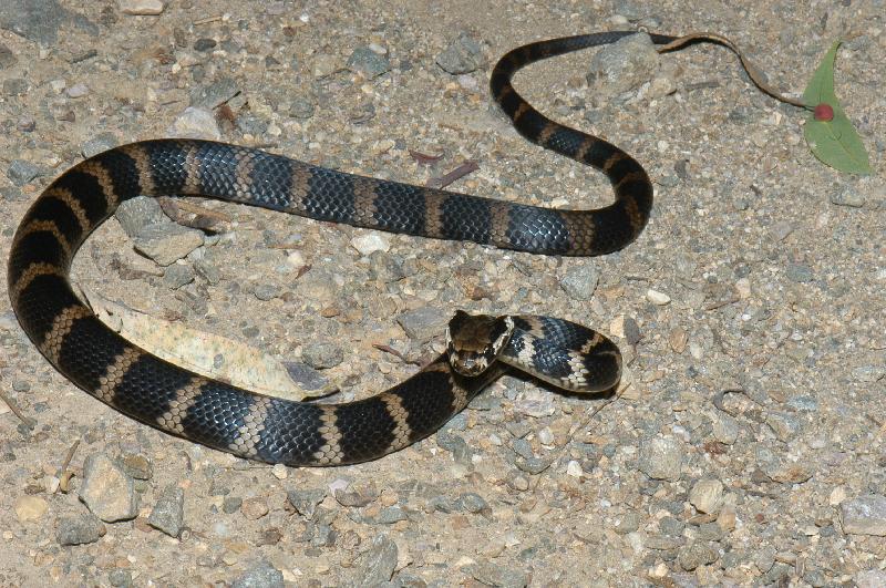 Stephens_Banded_Snake__Hoplocephalus_stephensii__004.jpg