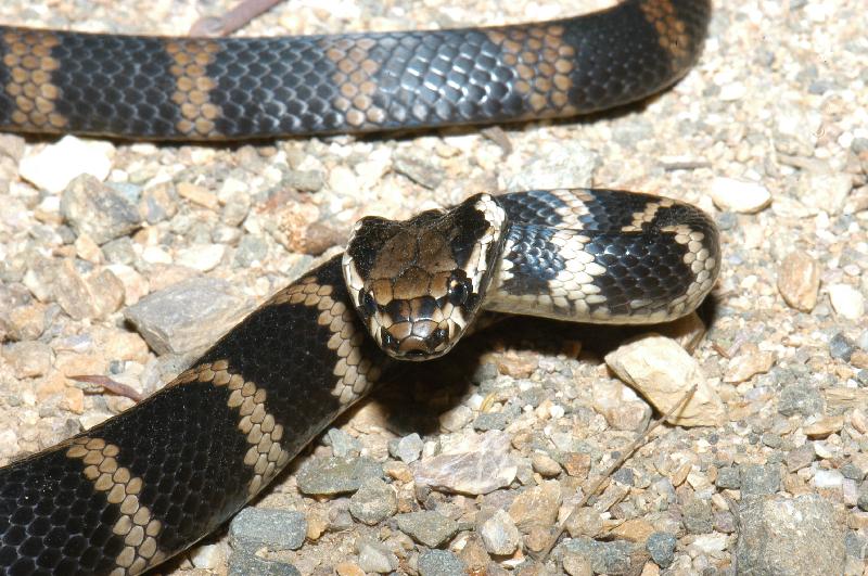 Stephens_Banded_Snake__Hoplocephalus_stephensii__005.jpg