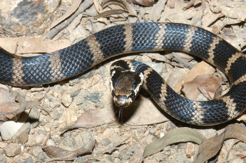 Stephens_Banded_Snake__Hoplocephalus_stephensii__006.jpg