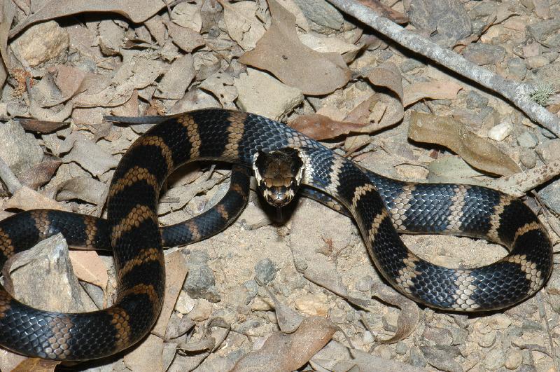 Stephens_Banded_Snake__Hoplocephalus_stephensii__007.jpg