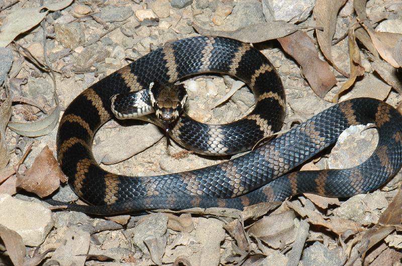 Stephens_Banded_Snake__Hoplocephalus_stephensii__008.jpg