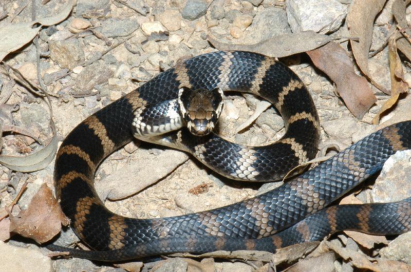 Stephens_Banded_Snake__Hoplocephalus_stephensii__009.jpg