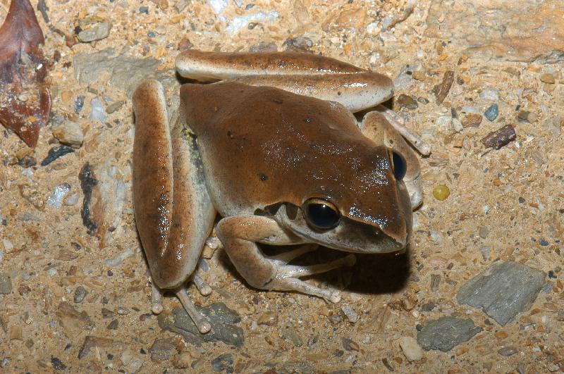 Stony-Creek_Frog__Litoria_wilcoxii__003.jpg