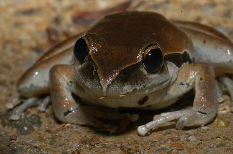 Stony-Creek_Frog__Litoria_wilcoxii__004.jpg