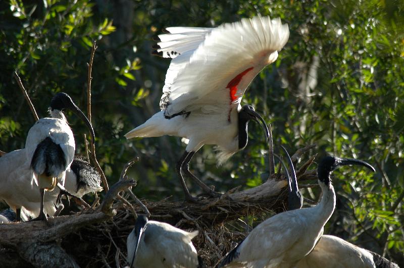 Straw-necked_Ibis__Threskiornis_spinicollis__001.jpg