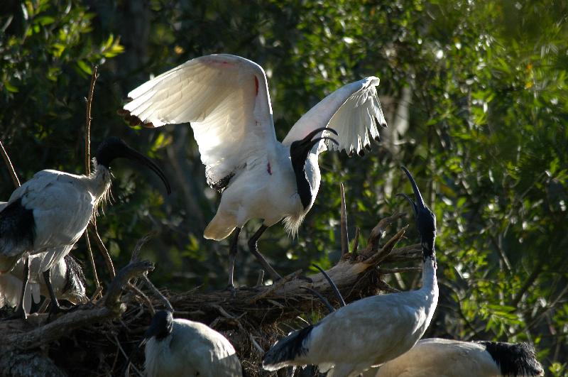 Straw-necked_Ibis__Threskiornis_spinicollis__002.jpg