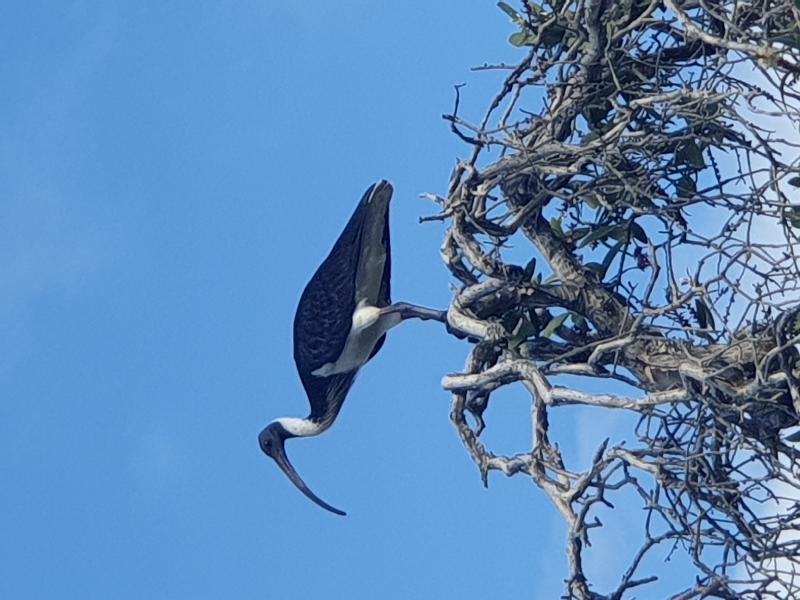 Straw-necked_Ibis__Threskiornis_spinicollis__003.jpg