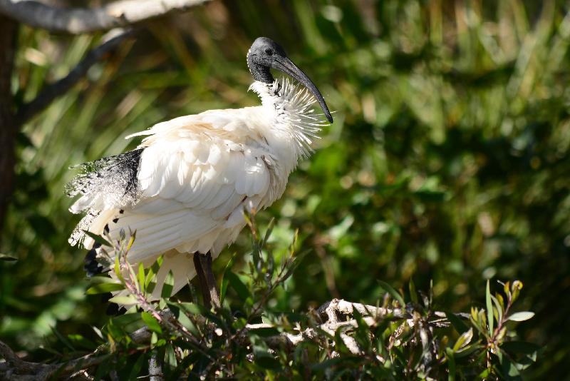 Straw-necked_Ibis__Threskiornis_spinicollis__004.jpg