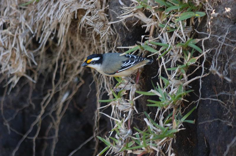 Striated_Pardalote__Pardalotus_striatus__001.jpg