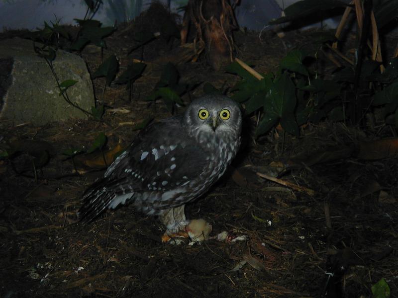 Strigidae__Hawk-Owls__001.jpg