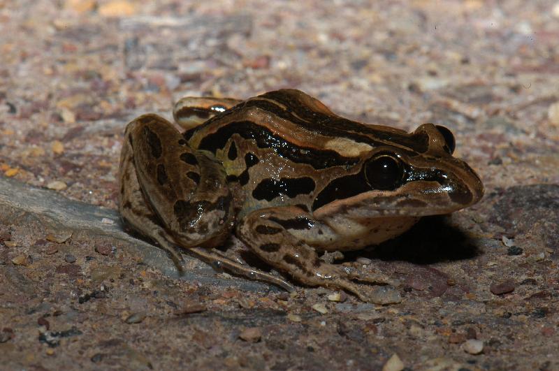 Striped_Rocket_Frog__Litoria_nasuta__005.jpg