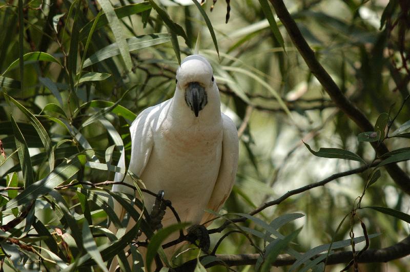 Sulphur-crested_Cockatoo__Cacatua_galerita__003.jpg