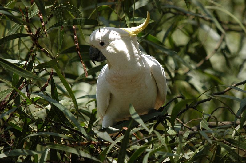 Sulphur-crested_Cockatoo__Cacatua_galerita__004.jpg