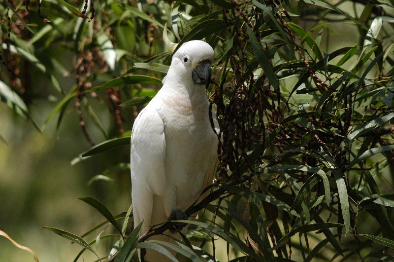 Sulphur-crested_Cockatoo__Cacatua_galerita__005.jpg