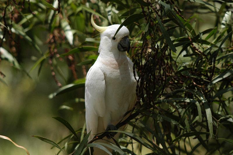 Sulphur-crested_Cockatoo__Cacatua_galerita__006.jpg