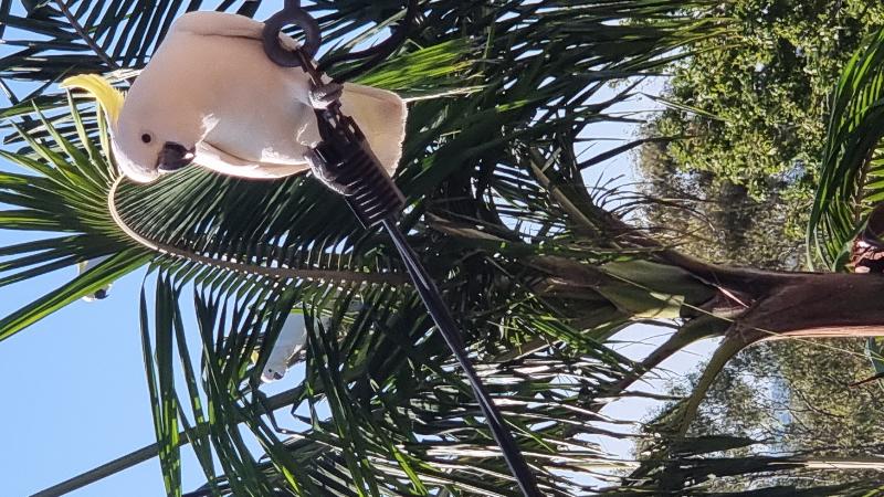 Sulphur-crested_Cockatoo__Cacatua_galerita__008.jpg