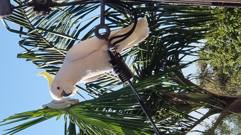 Sulphur-crested_Cockatoo__Cacatua_galerita__009.jpg