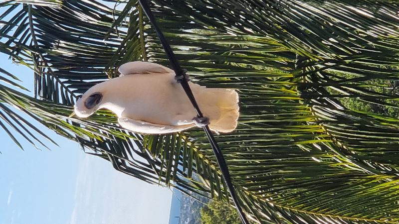 Sulphur-crested_Cockatoo__Cacatua_galerita__010.jpg