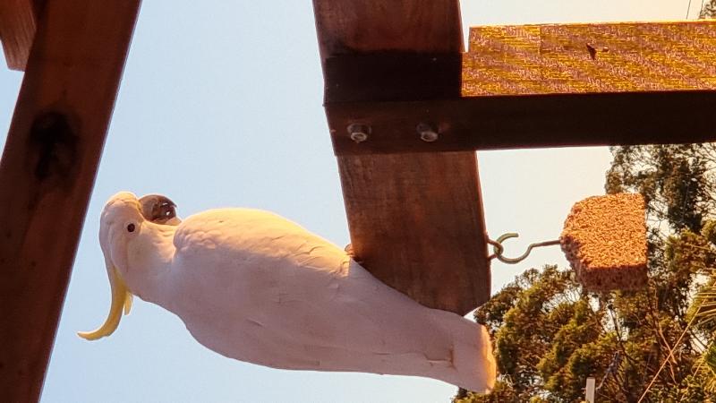 Sulphur-crested_Cockatoo__Cacatua_galerita__011.jpg