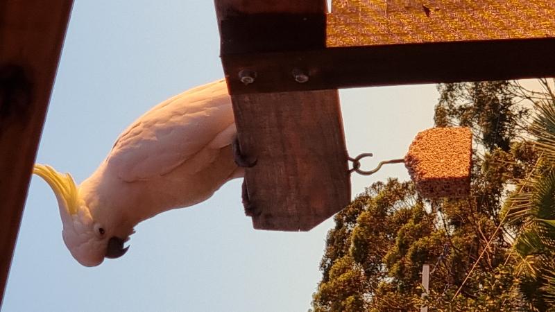 Sulphur-crested_Cockatoo__Cacatua_galerita__013.jpg