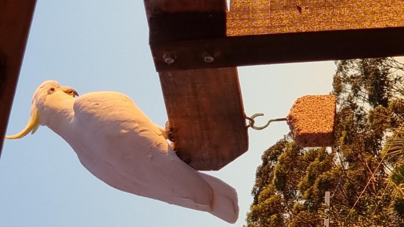 Sulphur-crested_Cockatoo__Cacatua_galerita__014.jpg