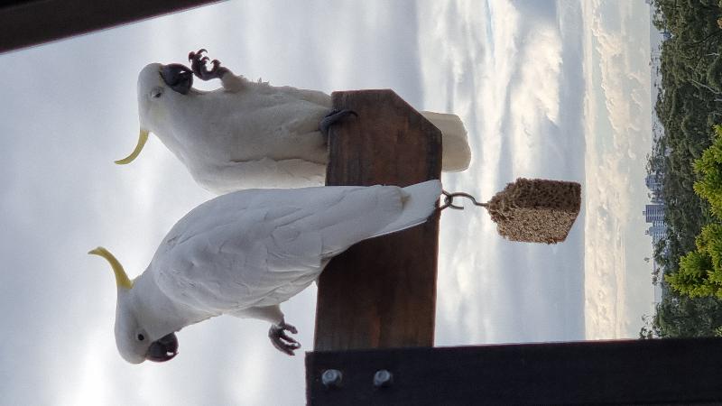 Sulphur-crested_Cockatoo__Cacatua_galerita__015.jpg