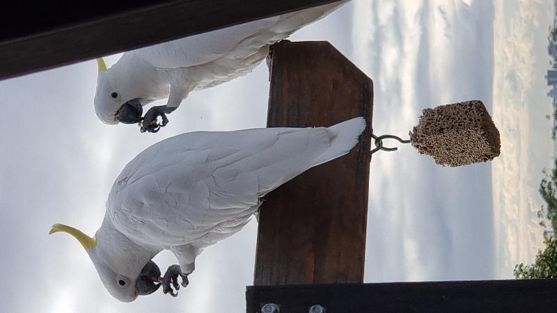 Sulphur-crested_Cockatoo__Cacatua_galerita__016.jpg