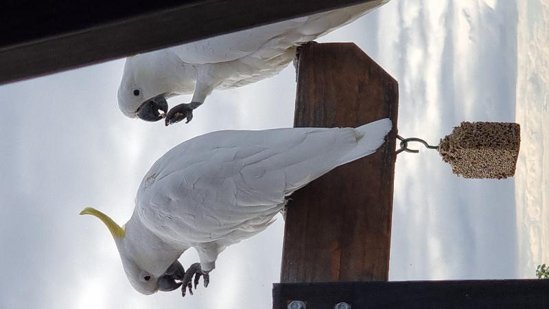 Sulphur-crested_Cockatoo__Cacatua_galerita__017.jpg