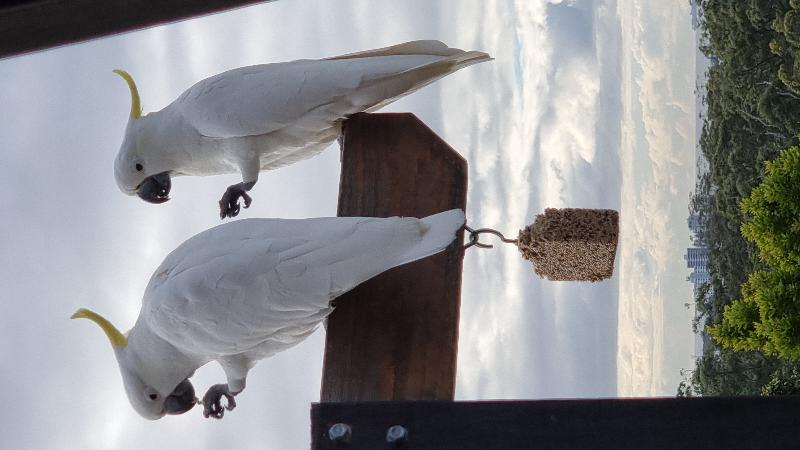 Sulphur-crested_Cockatoo__Cacatua_galerita__018.jpg