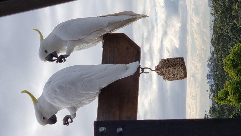 Sulphur-crested_Cockatoo__Cacatua_galerita__019.jpg