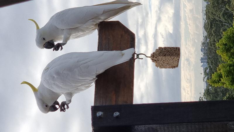 Sulphur-crested_Cockatoo__Cacatua_galerita__020.jpg