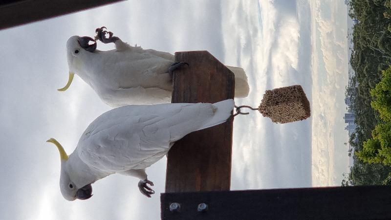 Sulphur-crested_Cockatoo__Cacatua_galerita__021.jpg