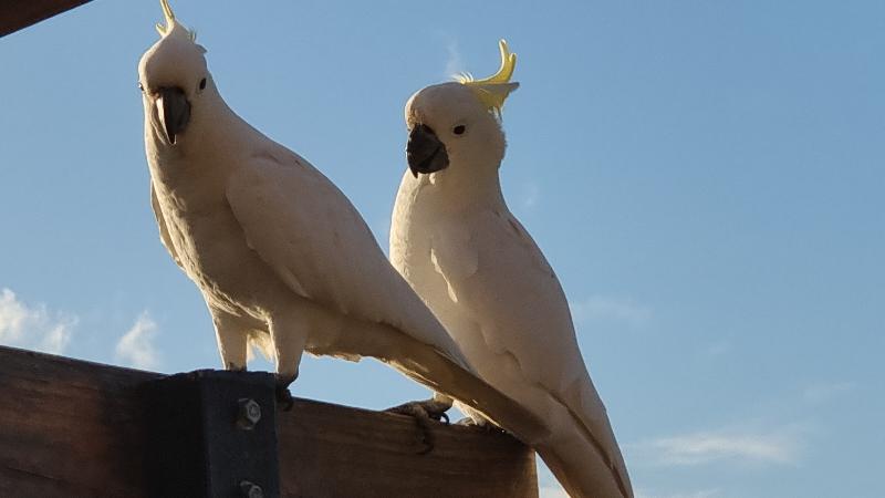 Sulphur-crested_Cockatoo__Cacatua_galerita__022.jpg