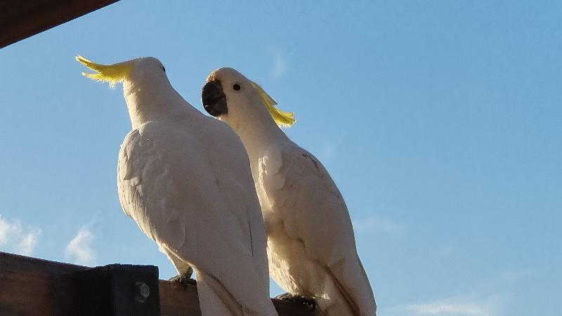 Sulphur-crested_Cockatoo__Cacatua_galerita__023.jpg