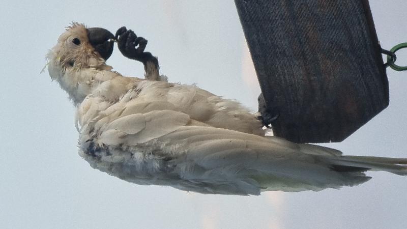 Sulphur-crested_Cockatoo__Cacatua_galerita__024.jpg