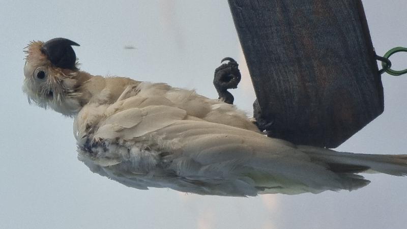 Sulphur-crested_Cockatoo__Cacatua_galerita__025.jpg