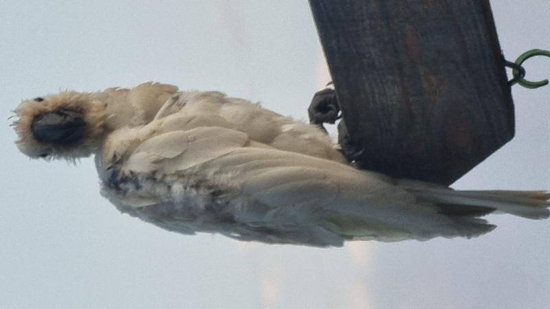 Sulphur-crested_Cockatoo__Cacatua_galerita__026.jpg