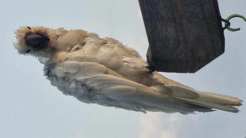 Sulphur-crested_Cockatoo__Cacatua_galerita__027.jpg