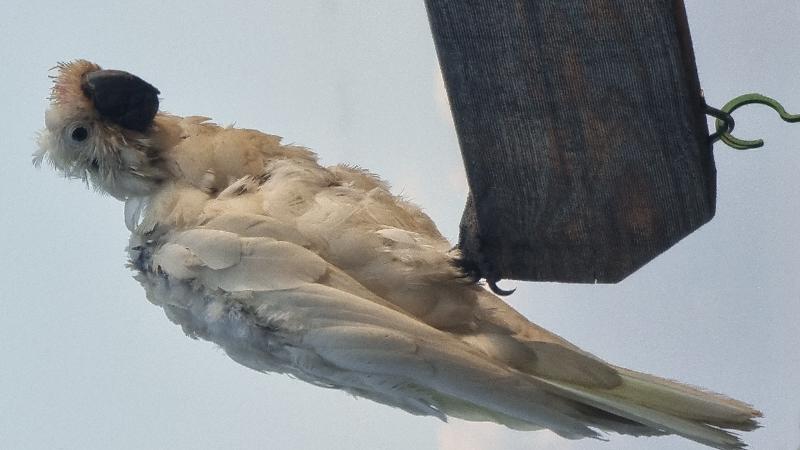 Sulphur-crested_Cockatoo__Cacatua_galerita__028.jpg