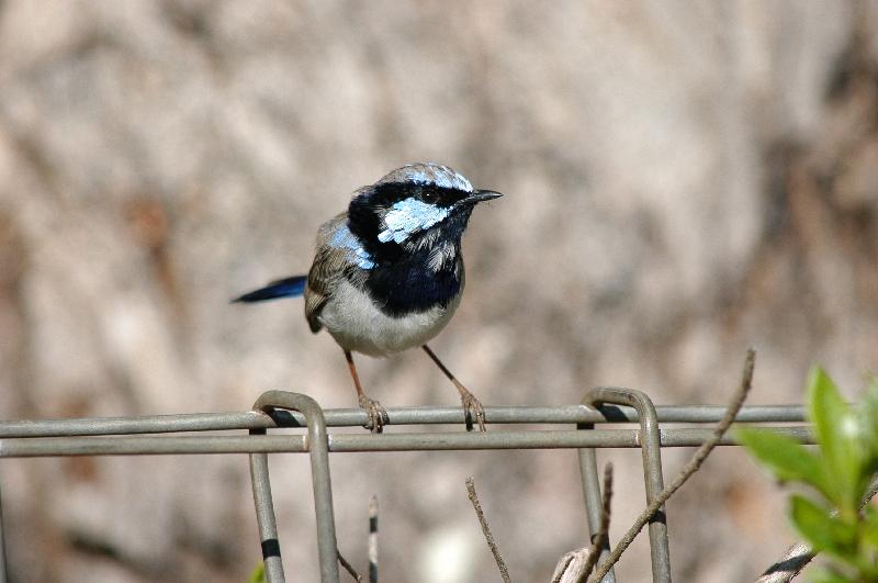 Superb_Fairy-wren__Malurus_cyaneus__004.jpg