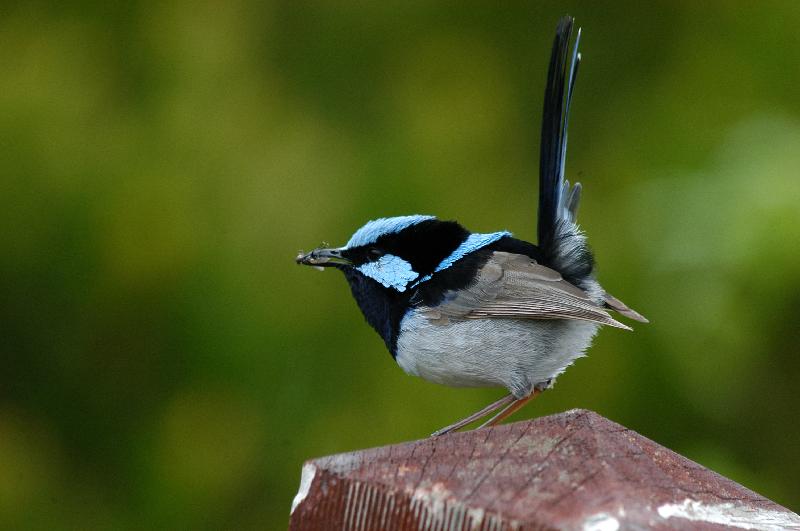 Superb_Fairy-wren__Malurus_cyaneus__005.jpg