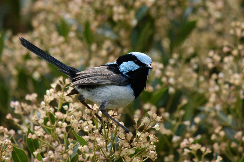 Superb_Fairy-wren__Malurus_cyaneus__006.jpg