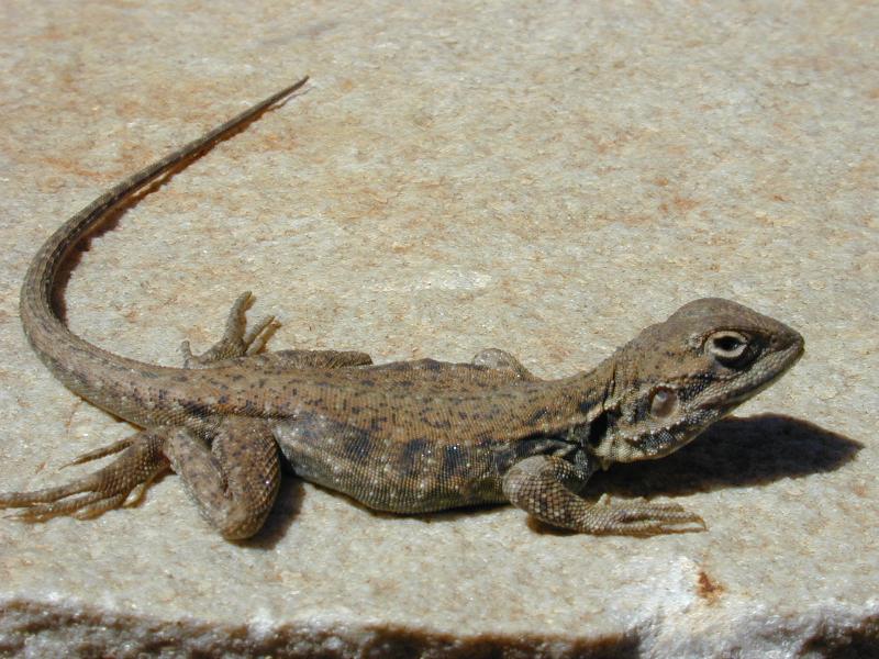 Tawny_Dragon__Ctenophorus_decresii__001.jpg