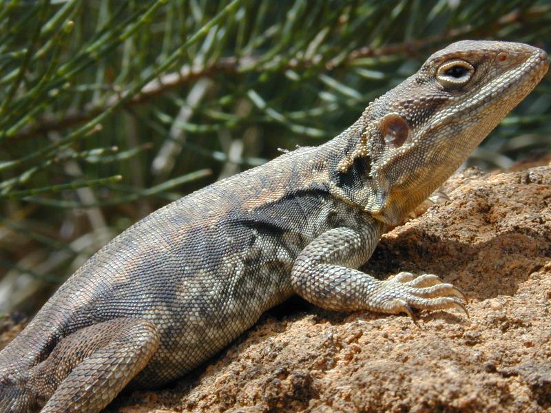 Tawny_Dragon__Ctenophorus_decresii__002.jpg