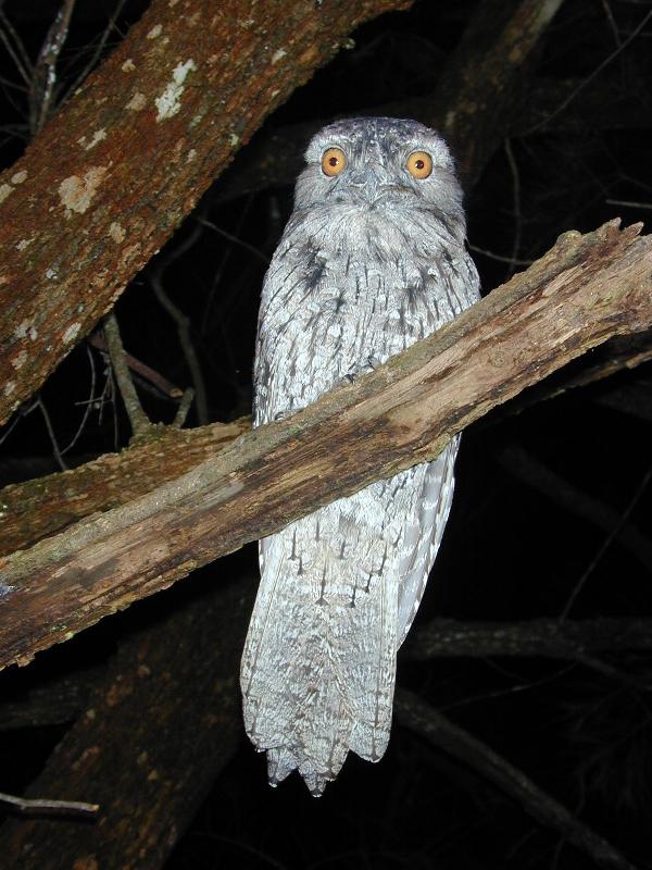 Tawny_Frogmouth__Podargus_strigoides__002.jpg